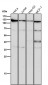 Anti-CRM1 Rabbit Monoclonal Antibody
